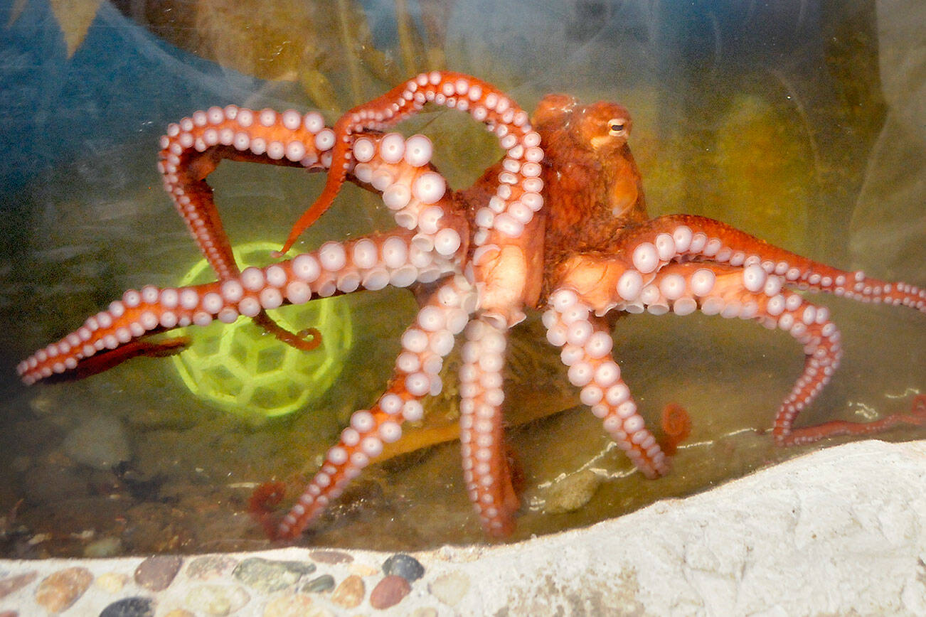 A giant Pacific octopus swims in its tank at Feiro Marine Science Center at Port Angeles City Pier while fans of the creature cast ballots for a name in an online poll, which ended Thursday afternoon. Octomatic was the people’s choice with 54.1 percent of 1,123 votes cast, winning out over Olive with 39 percent, Cranberry with 3.9 percent, Toby with 2 percent and Bobbie with 0.9 percent. The octopus, which was captured in Agate Bay north of Joyce, will reside at Feiro until it reaches maturity, and then it will be released in the area of where it was found. (Keith Thorpe/Peninsula Daily News)