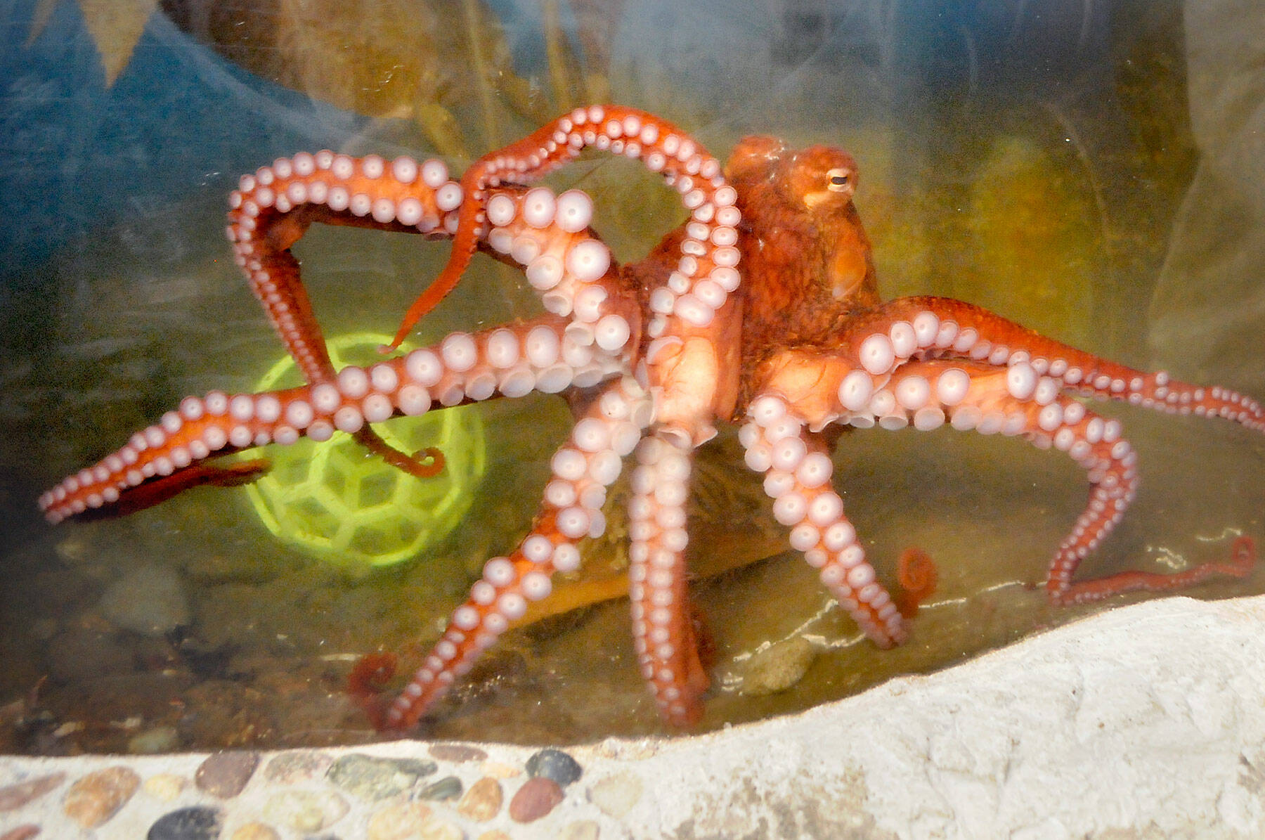 A giant Pacific octopus swims in its tank at Feiro Marine Science Center at Port Angeles City Pier while fans of the creature cast ballots for a name in an online poll, which ended Thursday afternoon. Octomatic was the people’s choice with 54.1 percent of 1,123 votes cast, winning out over Olive with 39 percent, Cranberry with 3.9 percent, Toby with 2 percent and Bobbie with 0.9 percent. The octopus, which was captured in Agate Bay north of Joyce, will reside at Feiro until it reaches maturity, and then it will be released in the area of where it was found. (Keith Thorpe/Peninsula Daily News)