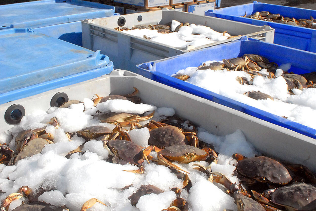 Keith Thorpe/Peninsula Daily News
Cases of liive crab on ice await preparation for cooking at the Dungeness Crab and Seafood Festival on Friday in Port Angeles.