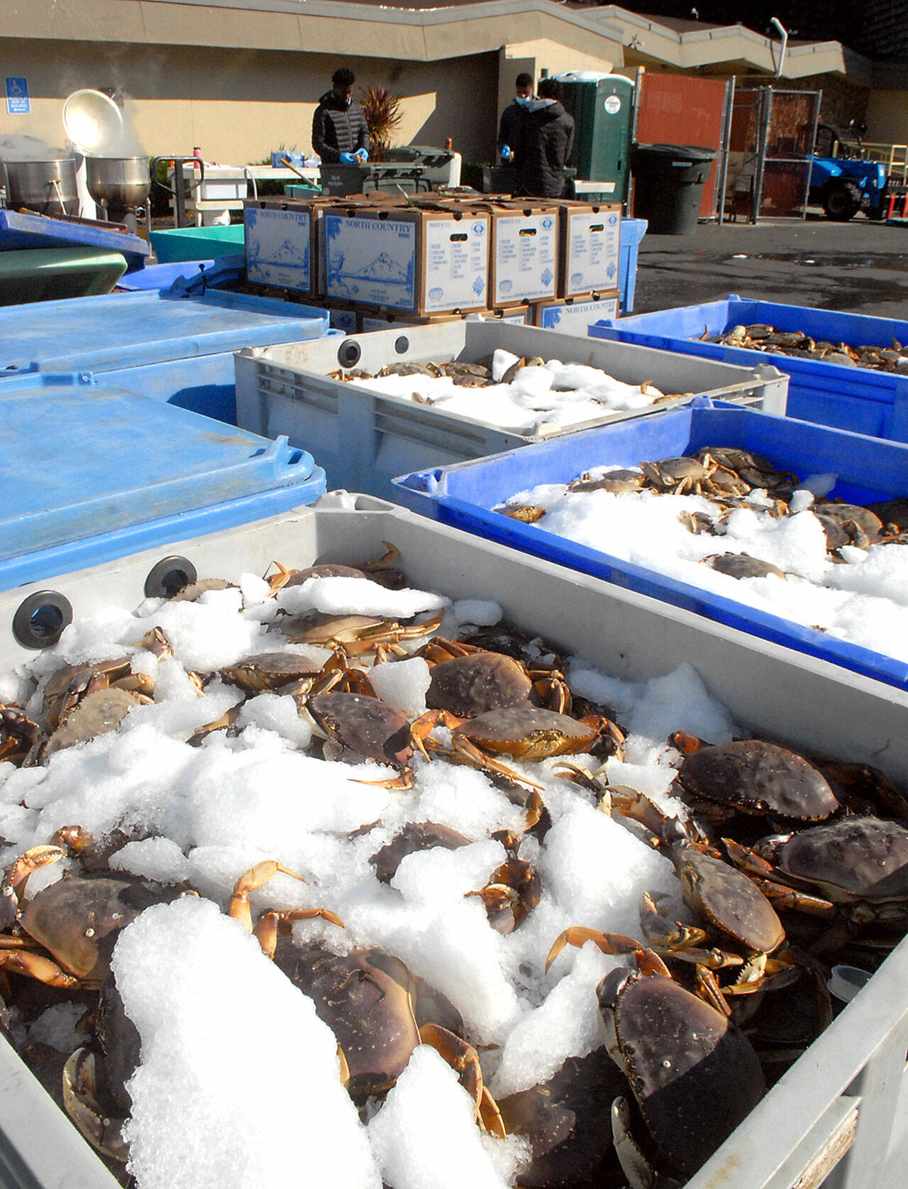 Cases of live crab on ice await preparation for cooking at the Dungeness Crab and Seafood Festival in 2021. (Keith Thorpe/Peninsula Daily News)