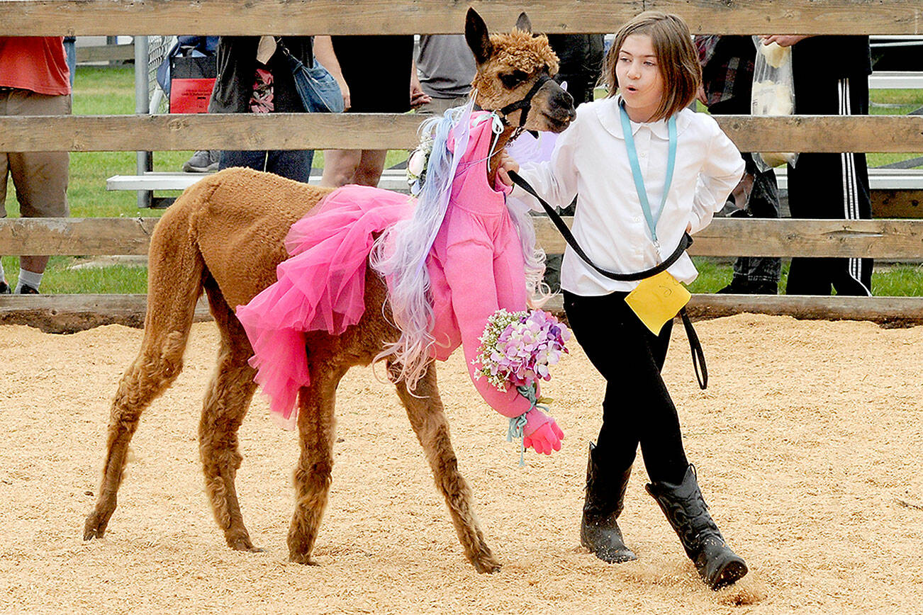 Sophia Murphy, 8, of Port Angeles walks around the show ring with her alpaca, Julie, during Saturday’s alpaca costume parade at the Clallam County Fair. (Keith Thorpe/Peninsula Daily News)