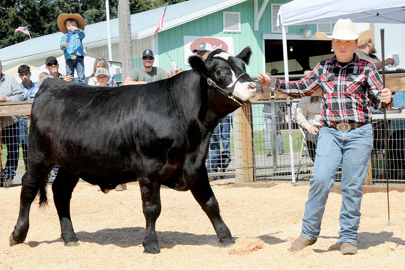 Cole Anderson, 14, of Port Angeles, a member of the East Clallam Livestock 4H Club, shows off his Angus-cross steer, Oreo, in the Clallam County Fair auction ring. The 1,200-pound steer fetched $10.50 per pound at the sale. (Keith Thorpe/Peninsula Daily News)
