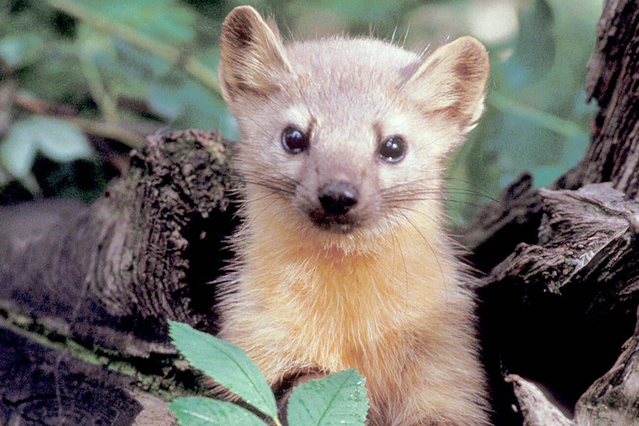 U.S. Fish and Wildlife Service

Pacific Marten