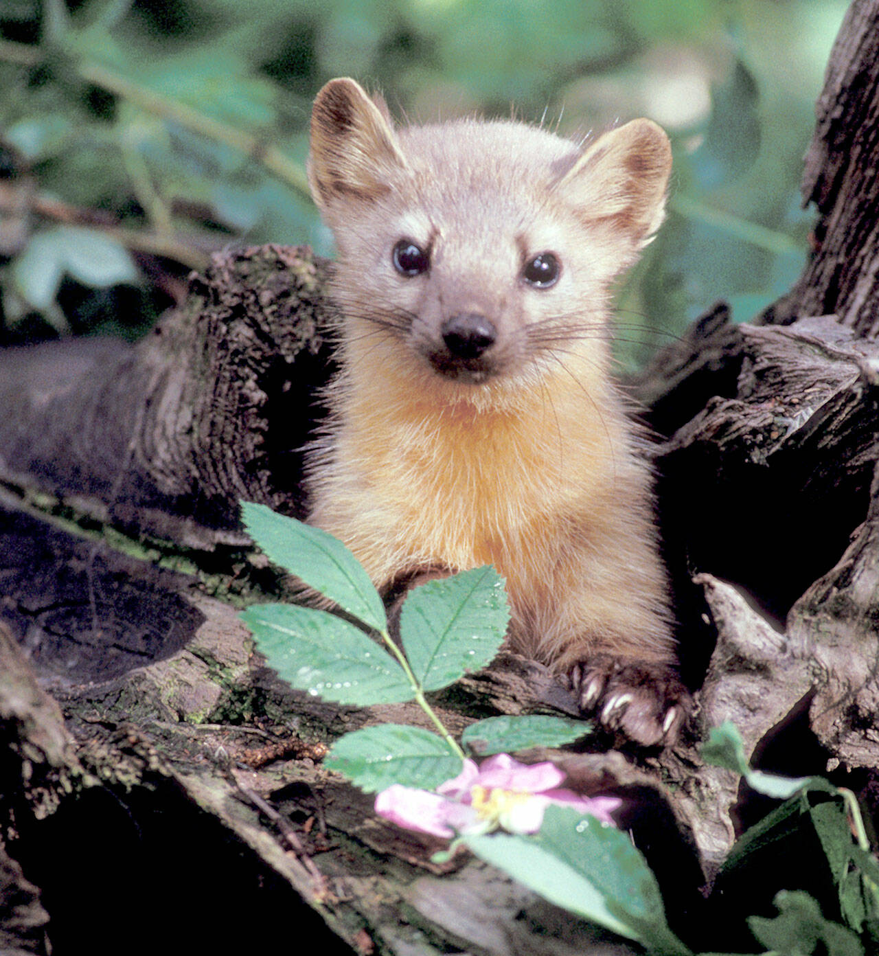 Pacific Marten (U.S. Fish and Wildlife Service)