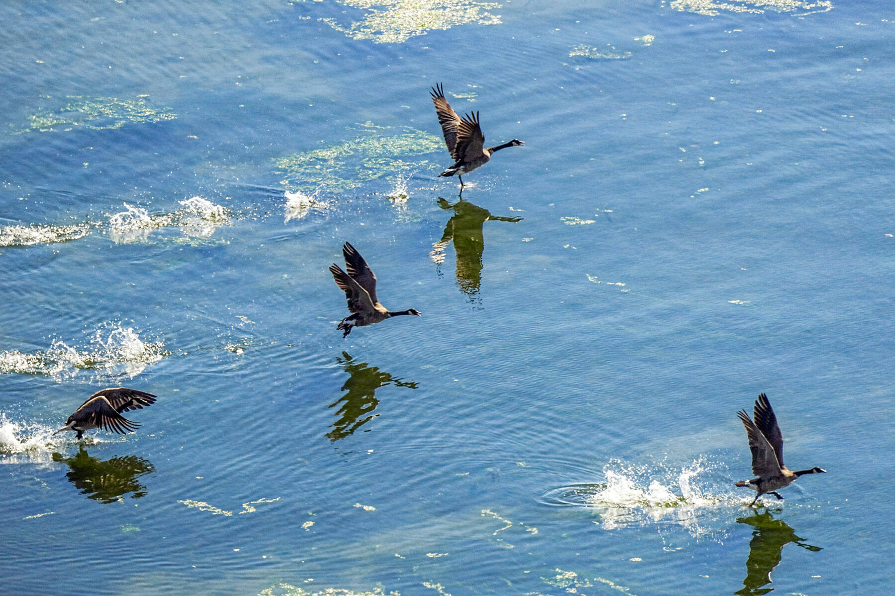 A flock of Canada geese take off from Port Townsend on Tuesday morning heading south. (Steve Mullensky/for Peninsula Daily News)