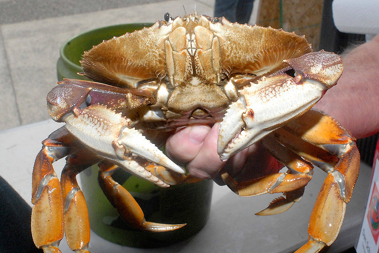 The 21st Dungeness Crab and Seafood Festival opens Friday. (Keith Thorpe/Peninsula Daily News)