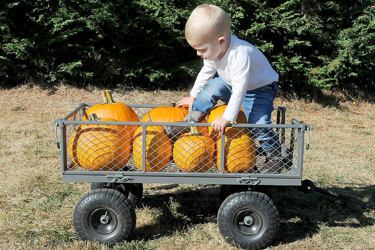 KEITH THORPE/PENINSULA DAILY NEWS
Two-year-old Knox Wahlsten of Port Angeles crawls into a cart filled with freshly-cut pumpkins on Wednesday at a pumpkin patch grown at Agnew Grocery in the Agnew area between Port Angeles and Sequim. The grocery and feed store at 2863 Old Olympic Highway features two fields of u-pick pumpkins as well as other seasonal activities for youngsters.