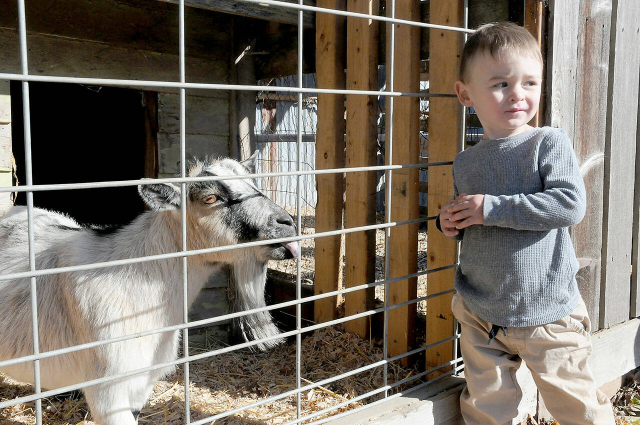 KEITH THORPE/PENINSULA DAILY NEWS
Adam Cowan 1 1/2, of Sequim show a hint of trepidation on Wednesday while getting to know a goat named Trixie that resides at Agnew Grocery east of Port Angeles. The goat is one of several farm animals kept on the property of the grocery and feed store.