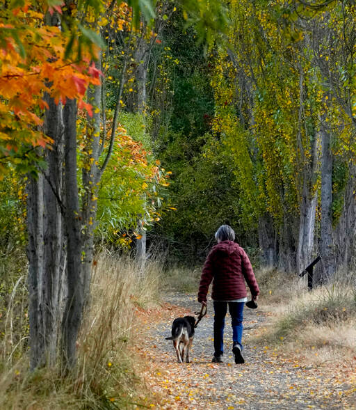 A woman and her dog stroll along a leaf-lined path at Kai Tai Lagoon in Port Townsend. Fall temperatures this week are expected to be in the mid to upper 50s with rain and wind likely in the forecast. (Steve Mullensky/for Peninsula Daily News)