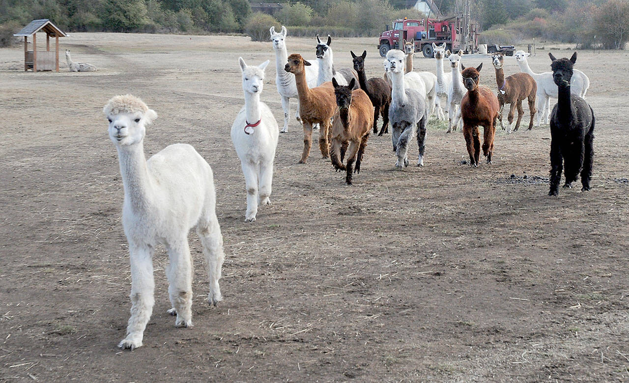 A herd of alpacas and llamas are attracted by the prospect of food as they march in from a field at Olympic Peninsula Llama/Alpaca Rescue in Port Angeles. (Keith Thorpe/Peninsula Daily News)