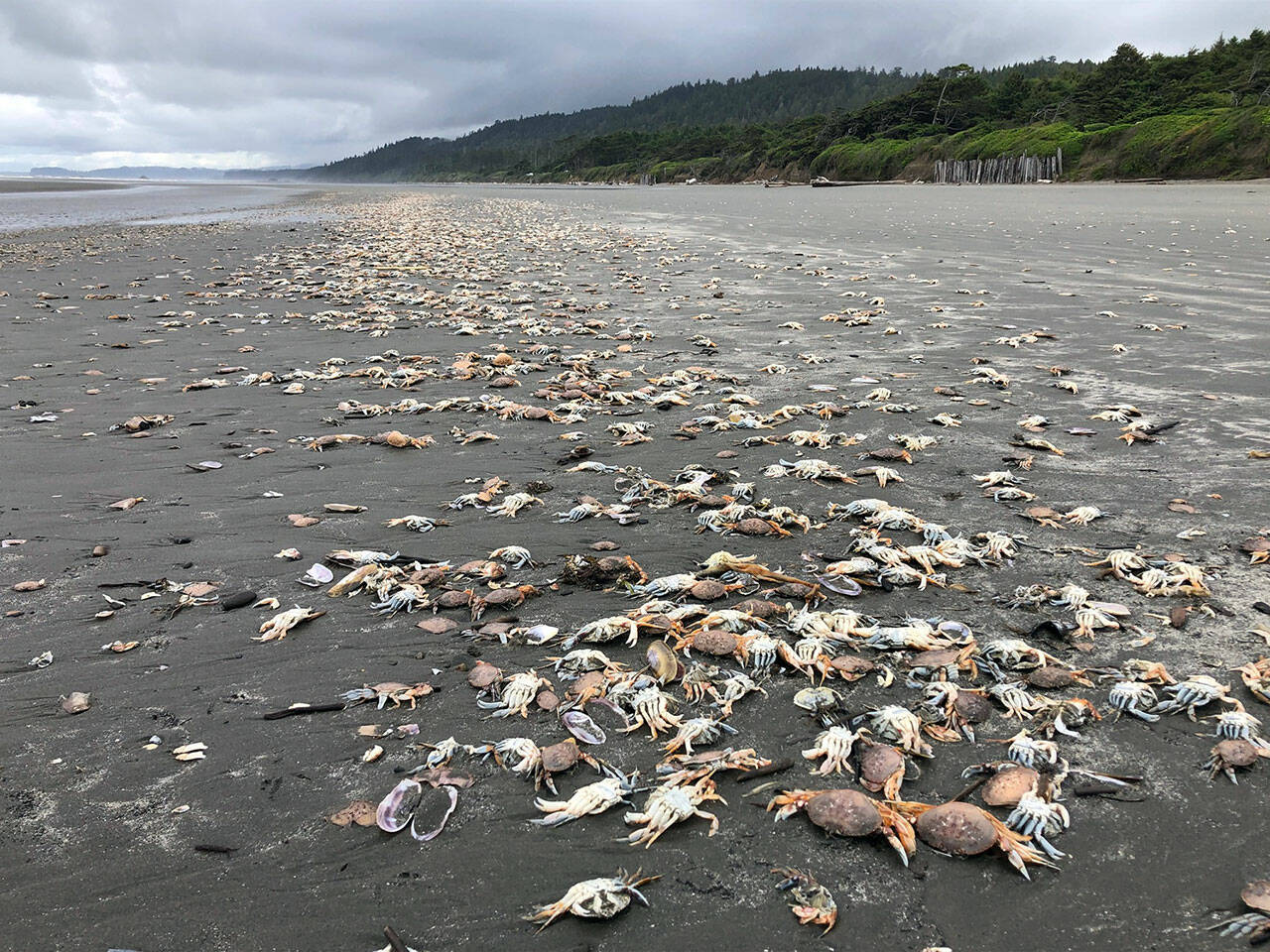 Massive die-offs of Dungeness crab have been documented off the Pacific Northwest Coast. Once dead, the aquatic crabs often wash up on beaches, such as the ones photographed on Kalaloch Beach on June 14, 2022. (Courtesy photo / Jenny Waddell, National Oceanic and Atmospheric Administration, Olympic Coast National Marine Sanctuary)