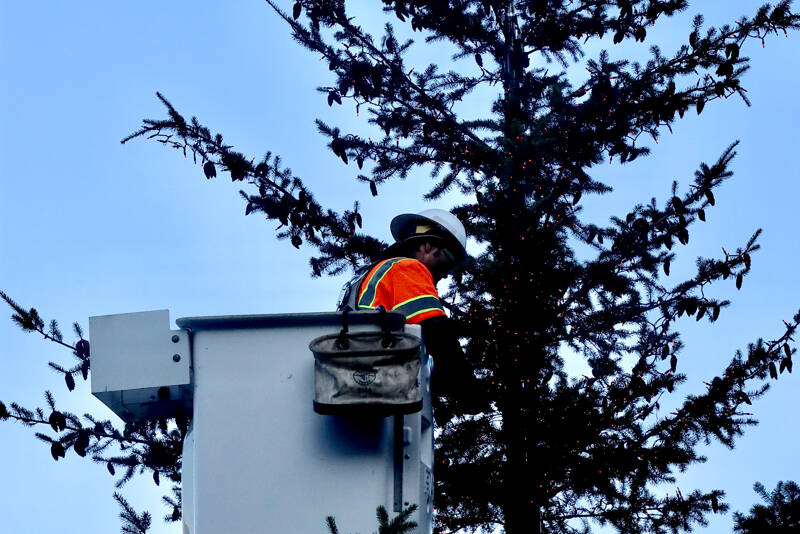 Eli Hammel of the City of Port Angeles starts on Wednesday the three-day task of putting 10,000 lights on a Christmas tree while suspended in a lift bucket. The tree, which came from city property, will adorn the downtown Conrad Dyer plaza at the foot of Laurel Street. No tree-lighting ceremony is planned but Small Business Weekend is set after Thanksgiving. (Dave Logan/for Peninsula Daily News)