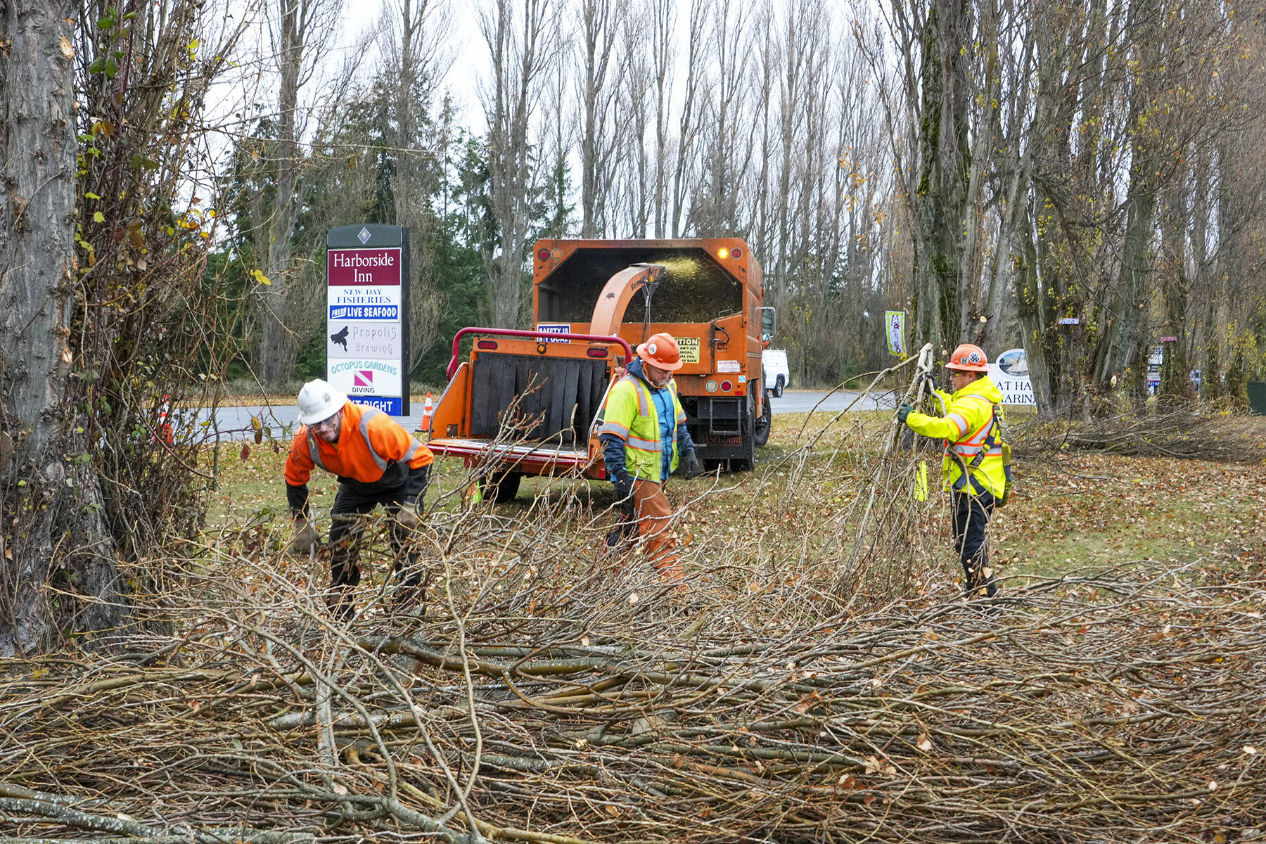 A crew from Asplundh Tree Expert company, Jason Johnson, Roy Hunt and John Cabrere, load tree branches into a chipper as they perform power line maintenance for the Jefferson County Public Utilities District on Tuesday afternoon along Sims Way in Port Townsend. These are the same poplar trees that are slated for removal, at a later date, by the Port of Port Townsend to make room for future expansion. (Steve Mullensky/for Peninsula Daily News)
