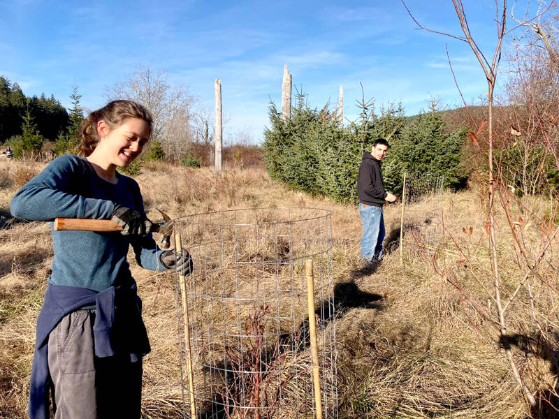 Sophia Lumsdaine and Sawyer Duval, leaders from Port Townsend High School’s Students for Sustainability, demonstrate how to install protective cages using bamboo and wire during the kickoff of Dabob Days.