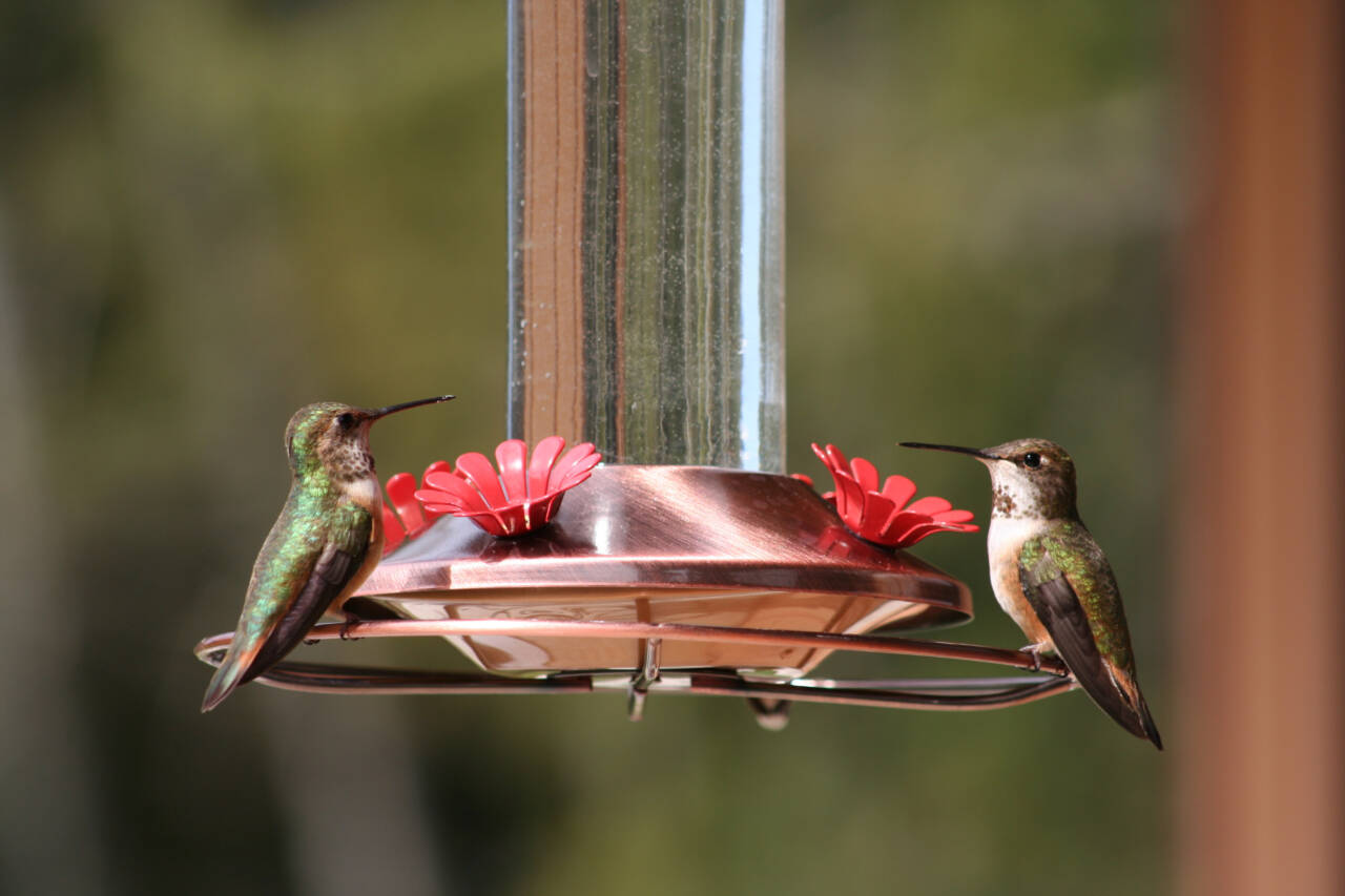 Photo by Dow Lambert / Shirley Anderson and Ken Wiersema lead the next Backyard Birding series, hosted by the Olympic Peninsula Audubon Society, on Saturday. Pictured here are Roufus hummingbirds on a feeder.