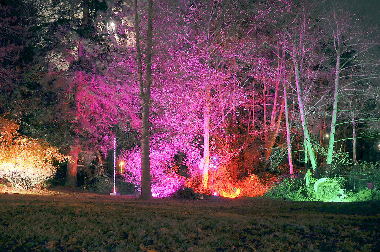 Floodlit trees and illuminated sculptures circle the meadow in Webster’s Woods Sculpture Park at the Port Angeles Fine Arts Center as part of the center’s seasonal Wintertide celebration. (Keith Thorpe/Peninsula Daily News)