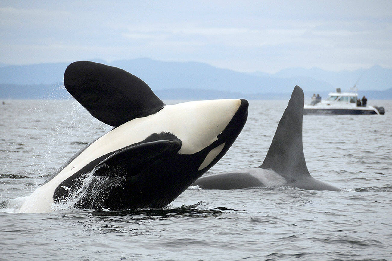 NOAA fisheries photo