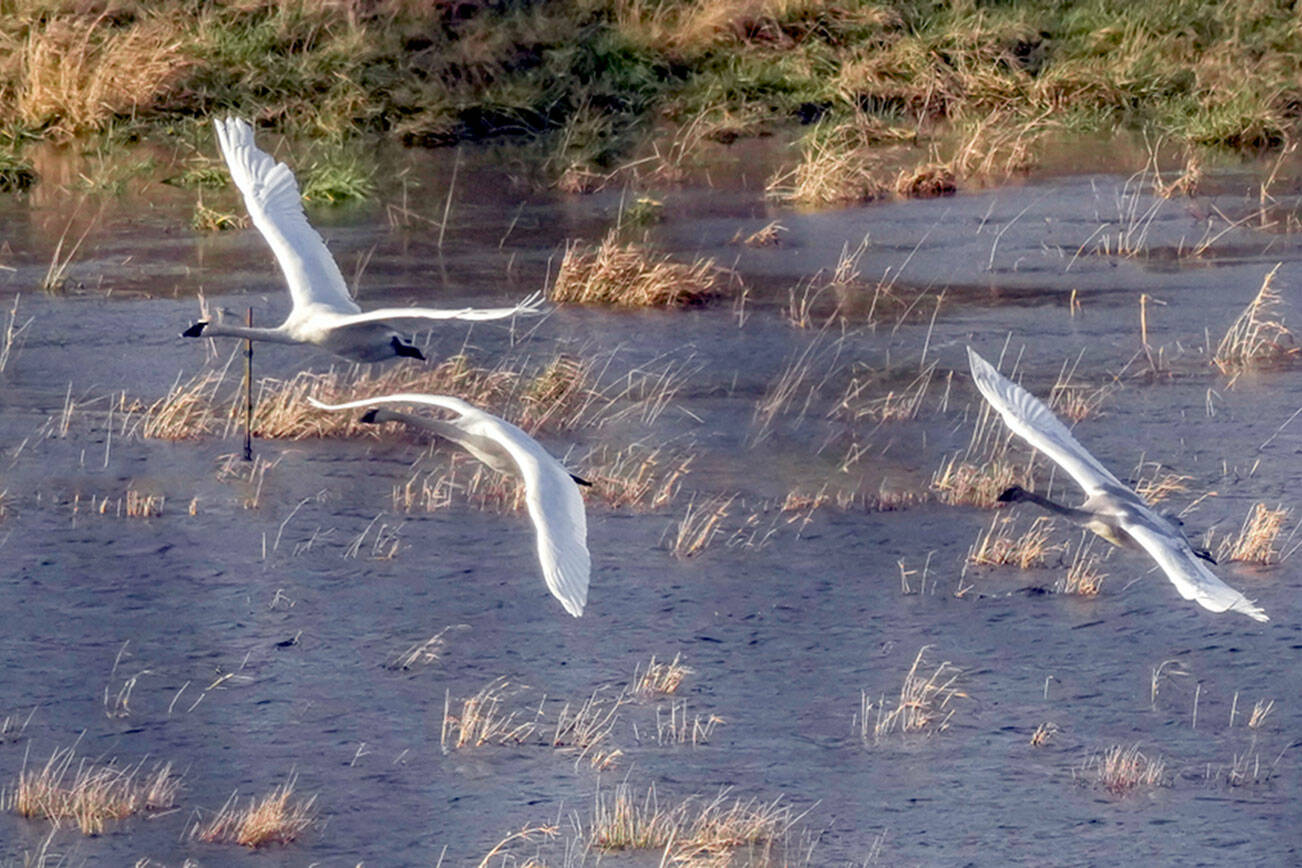 Trumpeter swans fly over wetlands along Center Road in Chimacum. The trumpeter swan is the heaviest American bird and also the largest, with a wingspan up to 8 feet. (Steve Mullensky/for Peninsula Daily News)