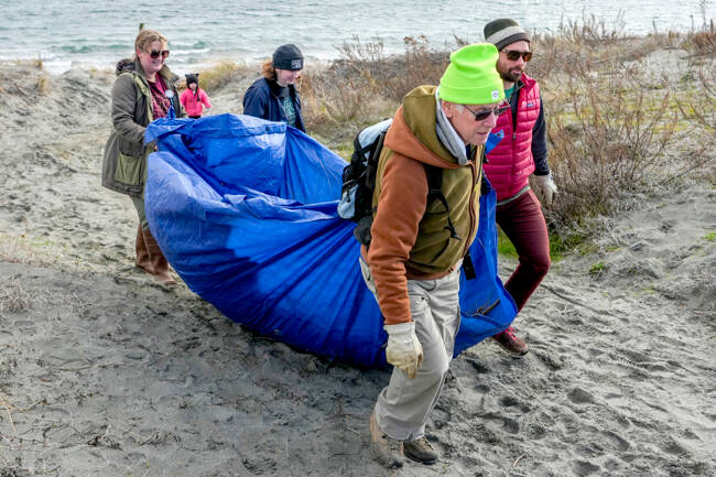 Volunteers participating in the Martin Luther King Day of Service at Fort Worden State Park carry a load of European dune grass on Monday to a waiting truck for disposal. The group, made up of employees of the Marine Science Center and other volunteers, worked to remove European dune grass that was planted by the park service to control erosion but later discovered it was choking out the native plants. (Steve Mullensky/for Peninsula Daily News)