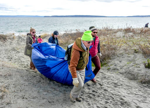 Volunteers participating in the Martin Luther King Day of Service at Fort Worden State Park carry a load of European dune grass on Monday to a waiting truck for disposal. The group, made up of employees of the Marine Science Center and other volunteers, worked to remove European dune grass that was planted by the park service to control erosion but later discovered it was choking out the native plants. (Steve Mullensky/for Peninsula Daily News)