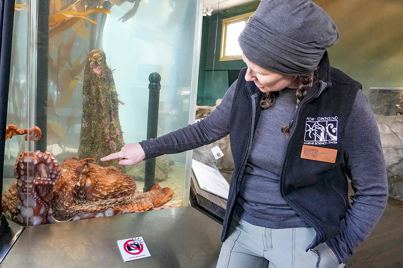 Ali Redman, aquarium curator for the Port Townsend Marine Science Center exhibit at Fort Worden State Park, points to the eye slit of Sylvia, a 3-year-old male giant Pacific octopus named after Sylvia Earle, the first female chief scientist of the National Oceanic and Atmospheric Administration. The center is awaiting a permit from the state Department of Fish and Wildlife to be released back his original habitat, which is under the science center pier. Giant Pacific octopuses die after mating and live no more than 3 or 4 years. (Steve Mullensky/for Peninsula Daily News)