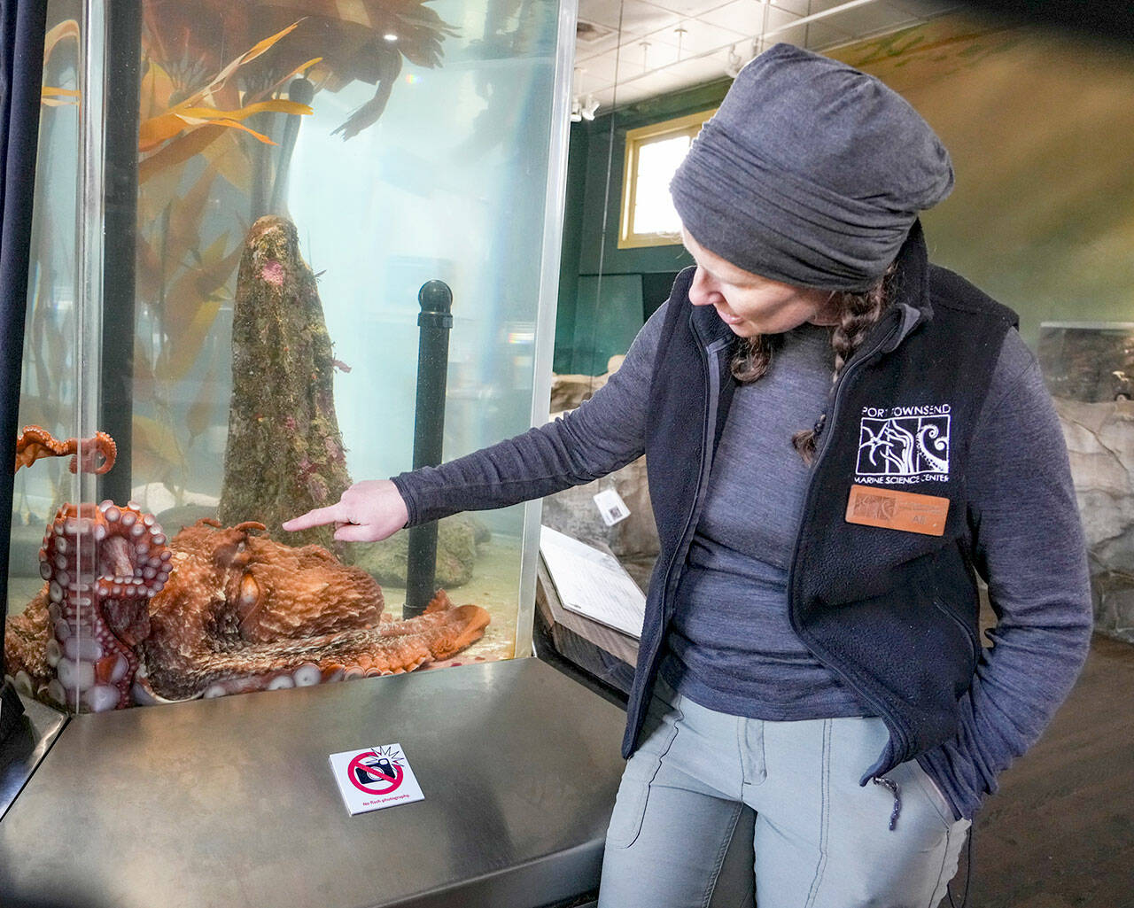 Ali Redman, aquarium curator for the Port Townsend Marine Science Center exhibit at Fort Worden State Park, points to the eye slit of Sylvia, a 3-year-old male giant Pacific octopus named after Sylvia Earle, the first female chief scientist of the National Oceanic and Atmospheric Administration. The center is awaiting a permit from the state Department of Fish and Wildlife to be released back his original habitat, which is under the science center pier. Giant Pacific octopuses die after mating and live no more than 3 or 4 years. (Steve Mullensky/for Peninsula Daily News)