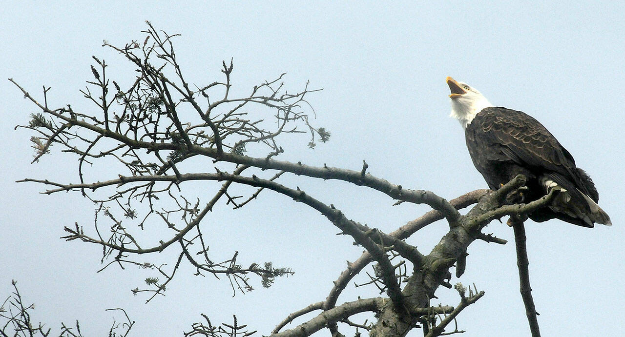 A bald eagle caws from the top of a tree on the bluff overlooking Dungeness Harbor along Marine Drive northwest of Sequim on Saturday. The bluff is a favored nesting place for eagles and is typically inhabited by several mating pairs. (Keith Thorpe/Peninsula Daily News)
