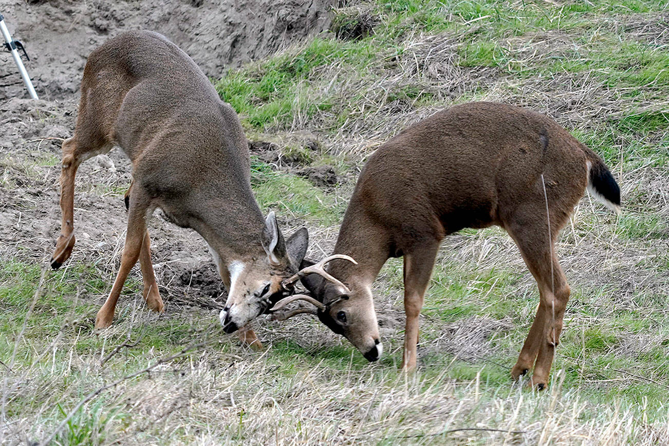 A pair of young stags face off in practice combat in a field in Port Townsend. (Steve Mullensky/for Peninsula Daily News)
