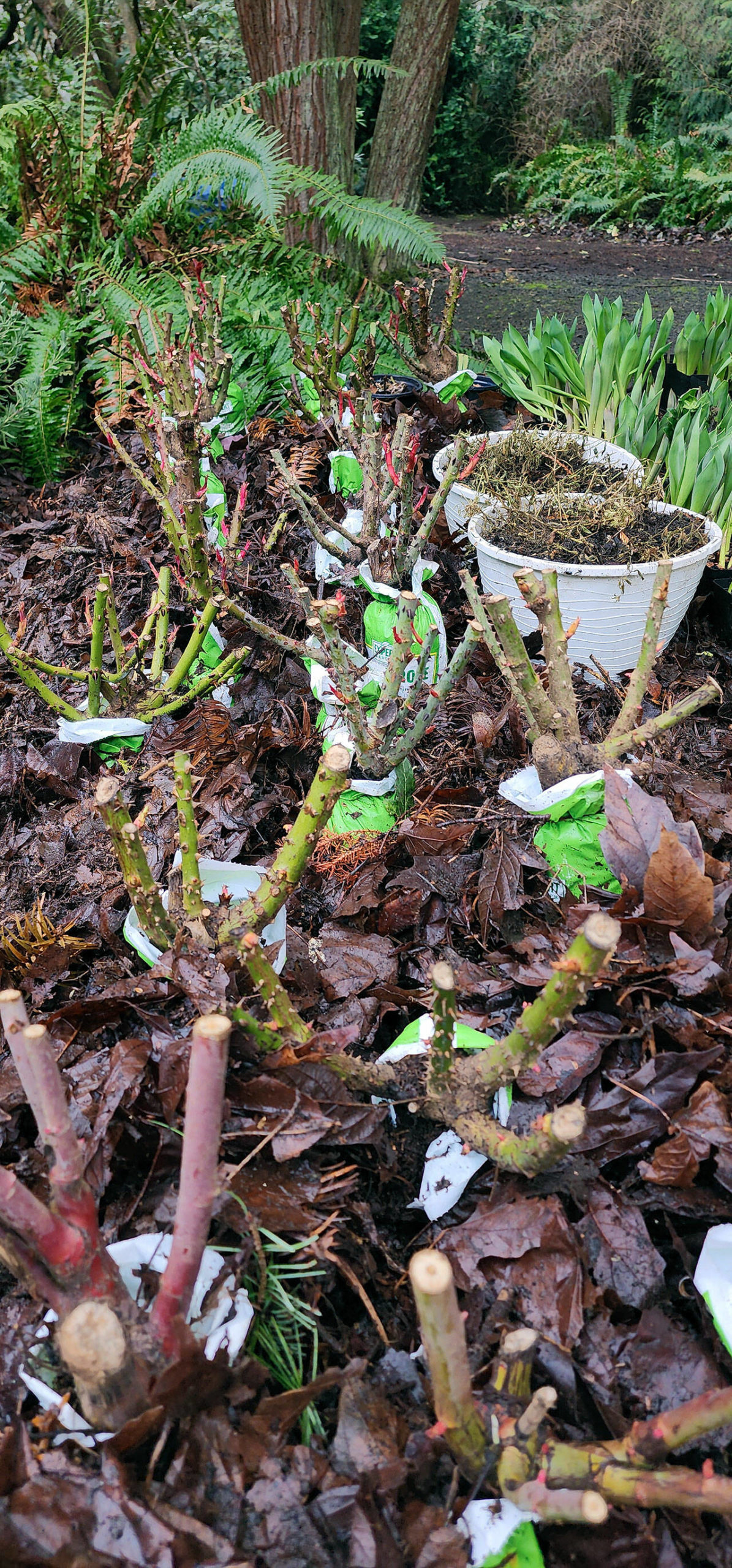Because bare-root items are so great to purchase, due to their high quality and ease of planting, even I went out and bought 43 bare root roses for two clients. (Andrew May/For Peninsula Daily News)