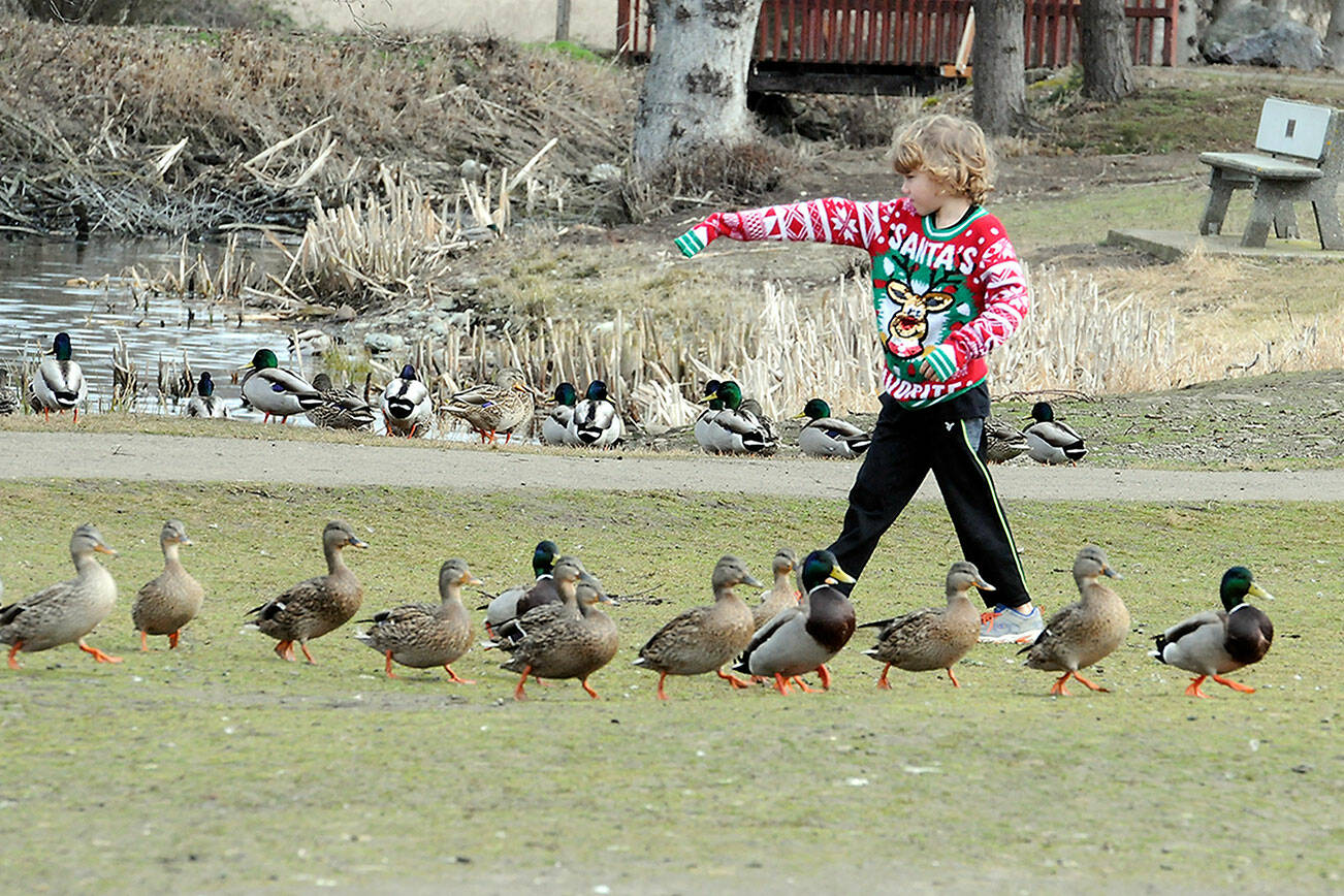 Holden Janssen, 7, of Port Townsend walks among a flock of ducks near the ponds at Carrie Blake Park in Sequim. The youngster was on a family outing to visit kid-friendly places in Clallam County. (Keith Thorpe/Peninsula Daily News)