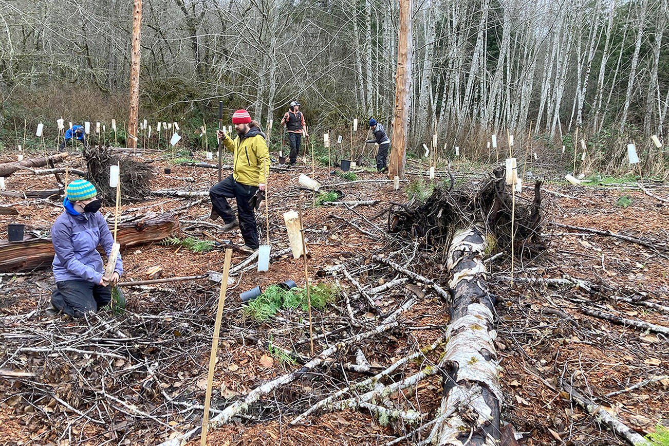 Northwest Watershed Institute Volunteer crew leader David Dunn and daughter, Willow, plant trees and secure tree protectors in a recent event.