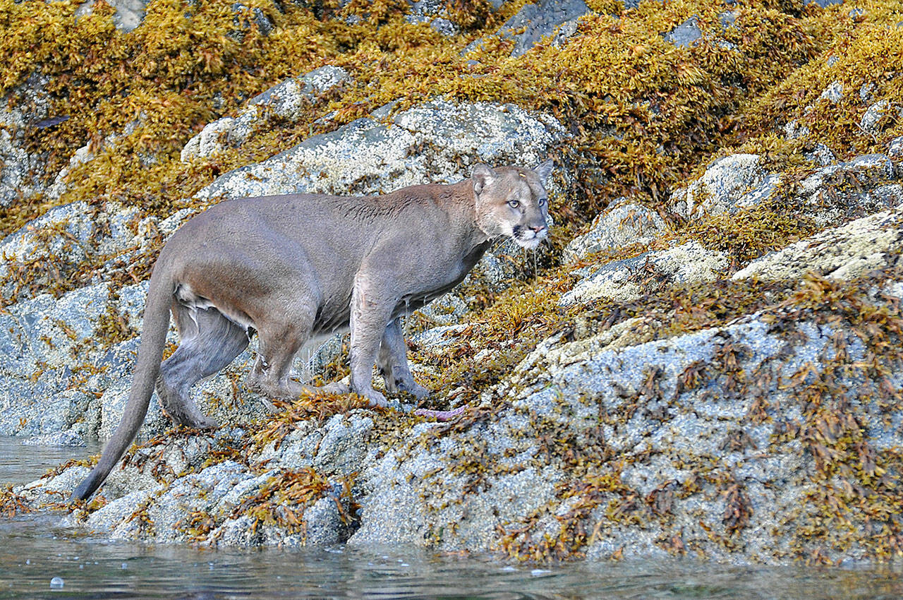 A cougar was spotted swimming near Vancouver Island in 2020, and researchers have found that the cats can potentially swim up to 2 kilometers, allowing them to reach more than half the islands in Puget Sound. (Courtesy photo/Tim Melling, Panthera)