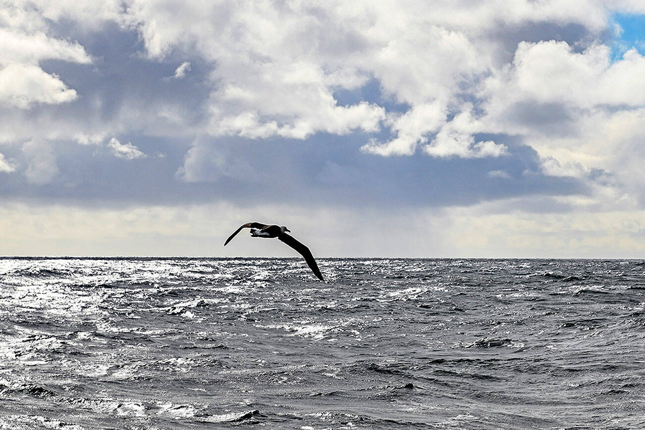 A Laysan Albatross found on the Columbia River in February was released from the back of a U.S. Coast Guard cutter off the coast of Cape Flattery Wednesday after spending a month at a wildlife sanctuary in Lynnwood. (Courtesy photo / USCG Petty Officer Steve Strohmaier)