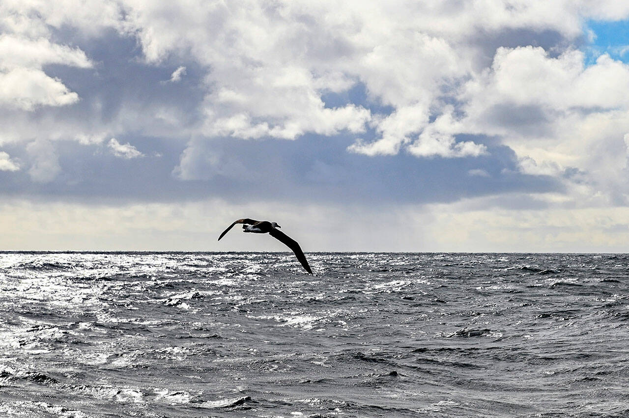 A Laysan Albatross found on the Columbia River in February was released from the back of a U.S. Coast Guard cutter off the coast of Cape Flattery Wednesday after spending a month at a wildlife sanctuary in Lynnwood. (Courtesy photo / USCG Petty Officer Steve Strohmaier)