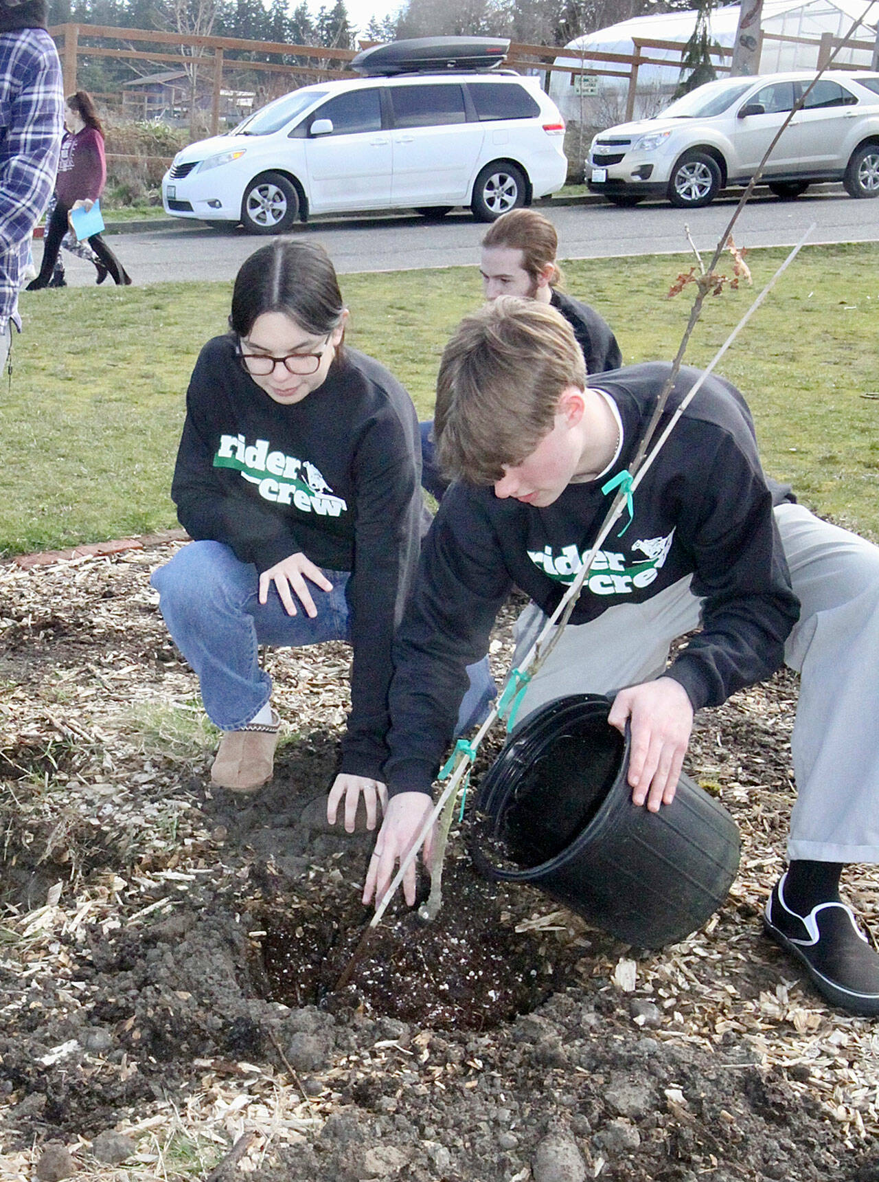 Aubree Hebert, left, and Finn Thompson of Port Angeles High School plant a small tree on their campus on Wednesday, a beautification day for the school. Giant letters P and A were carved out and lined with bricks. The project was led by the Rider Crew, led by Adam Logan, and the Interact Club, with Angie Gooding as the advisor. More than 100 students were enthusiastically involved, and they intend to continue the work next week. Port Angeles School District Superintendent Marty Brewer attended also. Trees were donated by the Clallam County Conservation Society. Landscaping was designed by a student, Scarlett Fulton. (Dave Logan/for Peninsula Daily News)