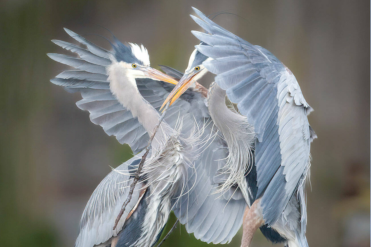 Andrea Slemmons's work is among that on display at the Port Townsend Gallery.