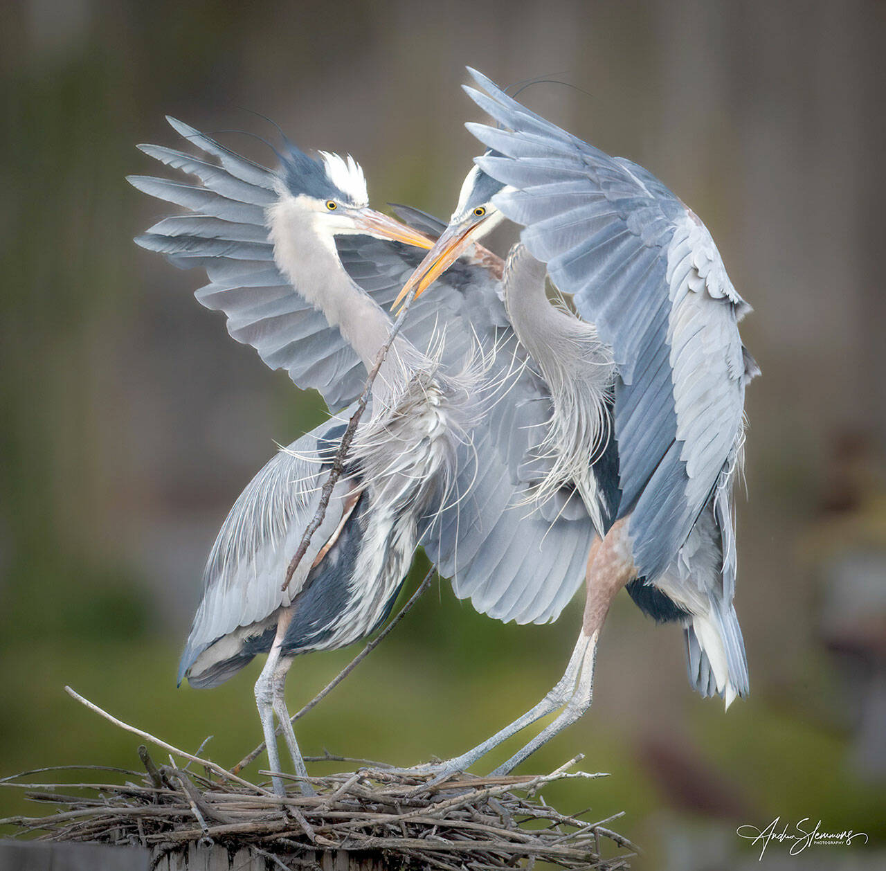 Andrea Slemmons’s work is among that on display at the Port Townsend Gallery.