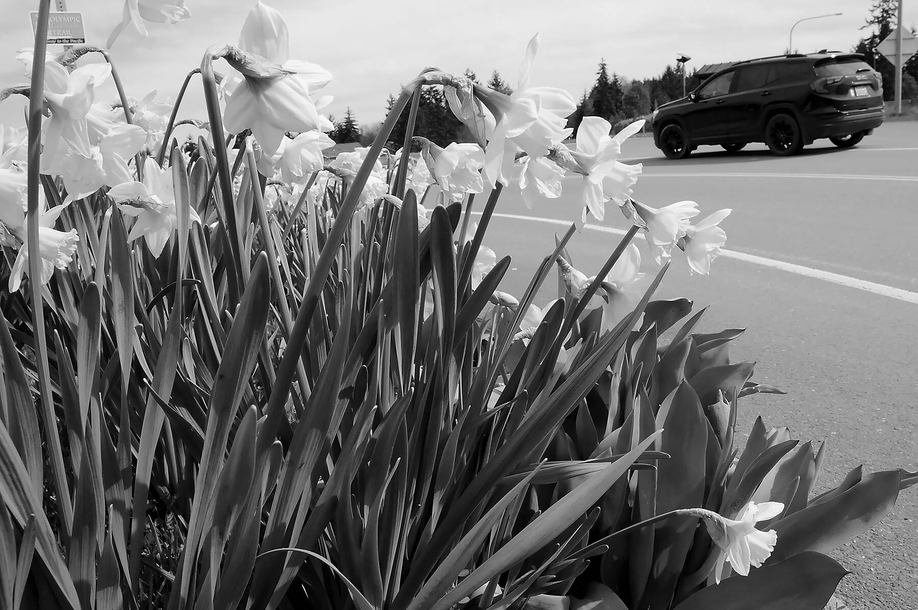 KEITH THORPE/PENINSULA DAILY NEWS
A bed of daffodils blooms at the U.S. 101 Deer Park Rest Area on Tuesday as spring gets into full swing on the North Olympic Peninsula. As the days get longer and temperatures moderate, a wide variety of flowers and other plants are coming into blossom as nature wakes from winter slumber.