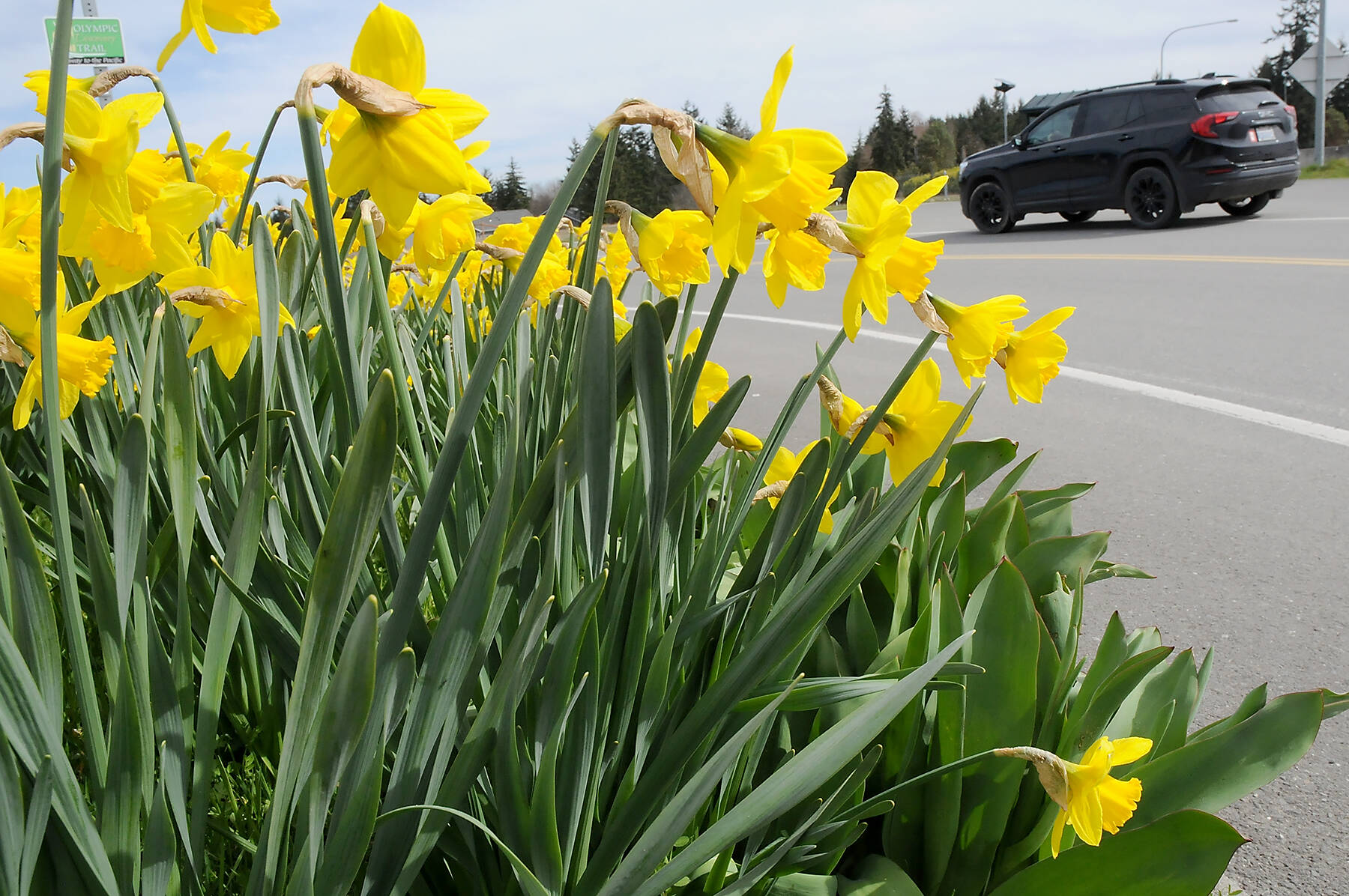 KEITH THORPE/PENINSULA DAILY NEWS
A bed of daffodils blooms at the U.S. 101 Deer Park Rest Area on Tuesday as spring gets into full swing on the North Olympic Peninsula. As the days get longer and temperatures moderate, a wide variety of flowers and other plants are coming into blossom as nature wakes from winter slumber.