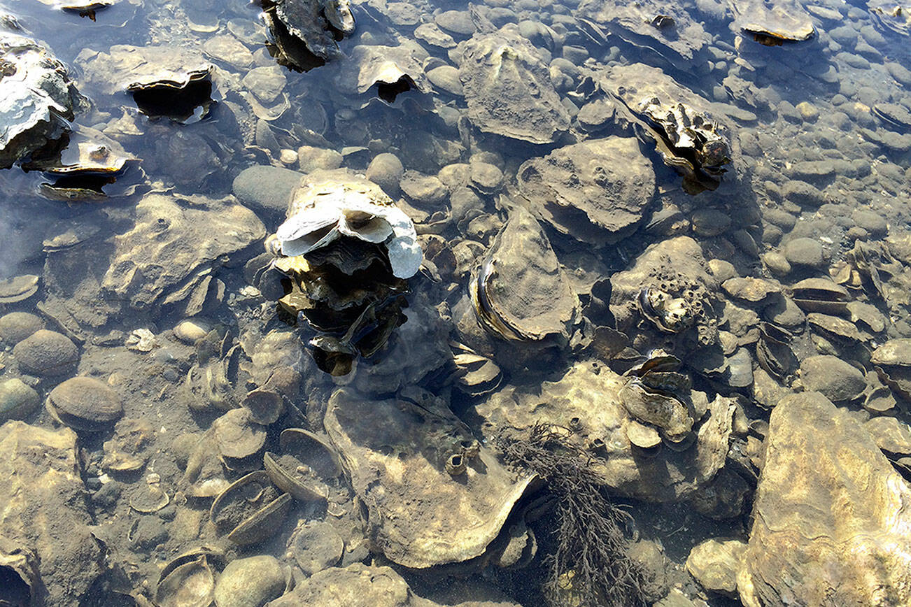 Pat Neal/For Peninsula Daily News
Dead oysters and clams in Discovery Bay.