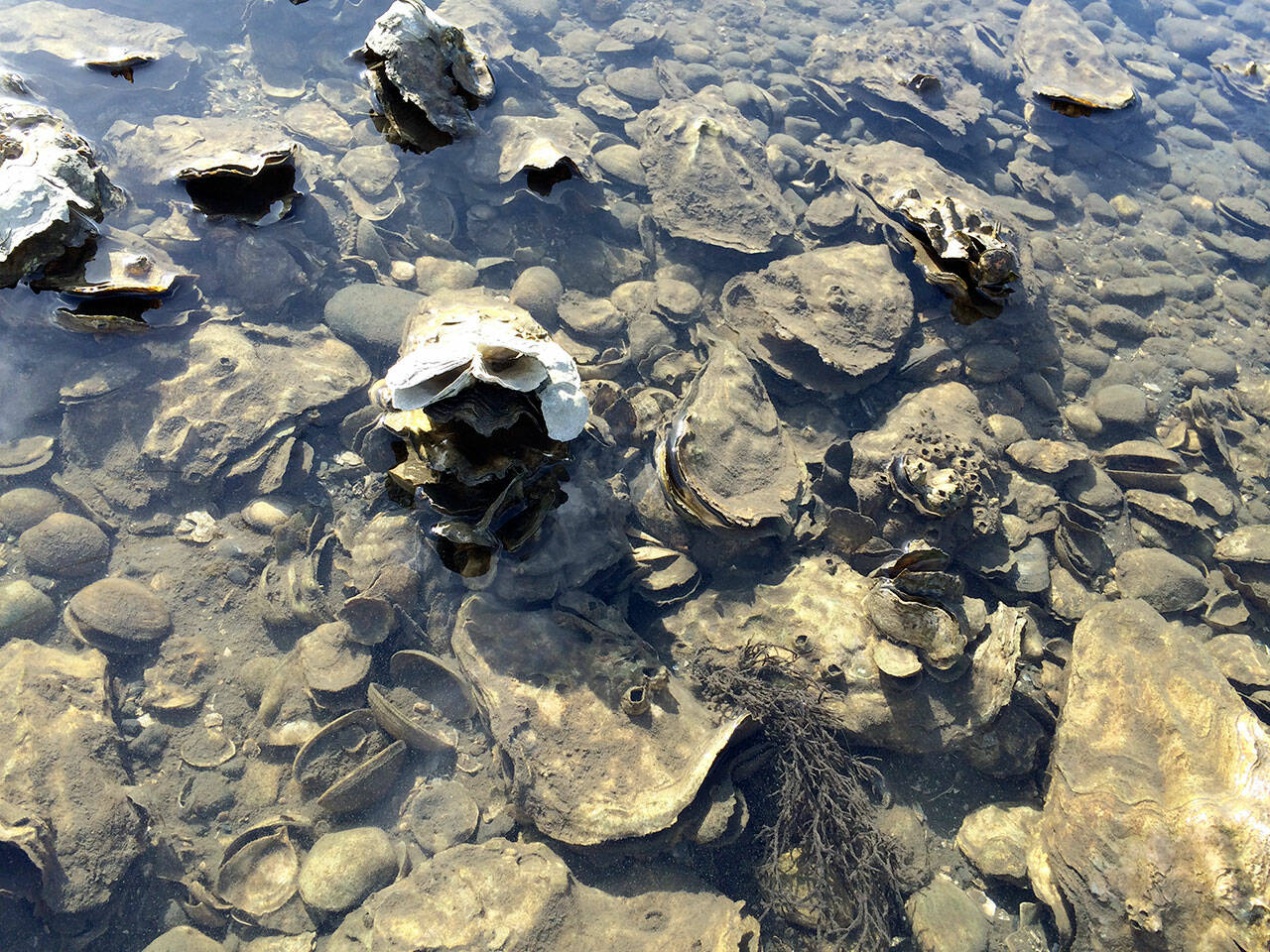 Dead oysters and clams in Discovery Bay. (Pat Neal/For Peninsula Daily News)