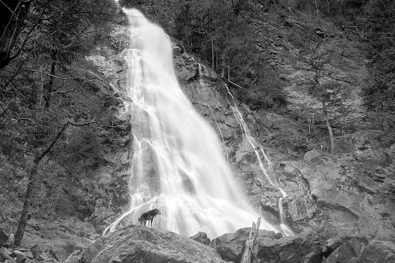 "Waterfall and Curious Dog," one of the photos in the "Wet" exhibition in Port Townsend, resulted from Alisa Steck's visit to Rocky Brook Falls in Brinnon.  photo by Alisa Steck