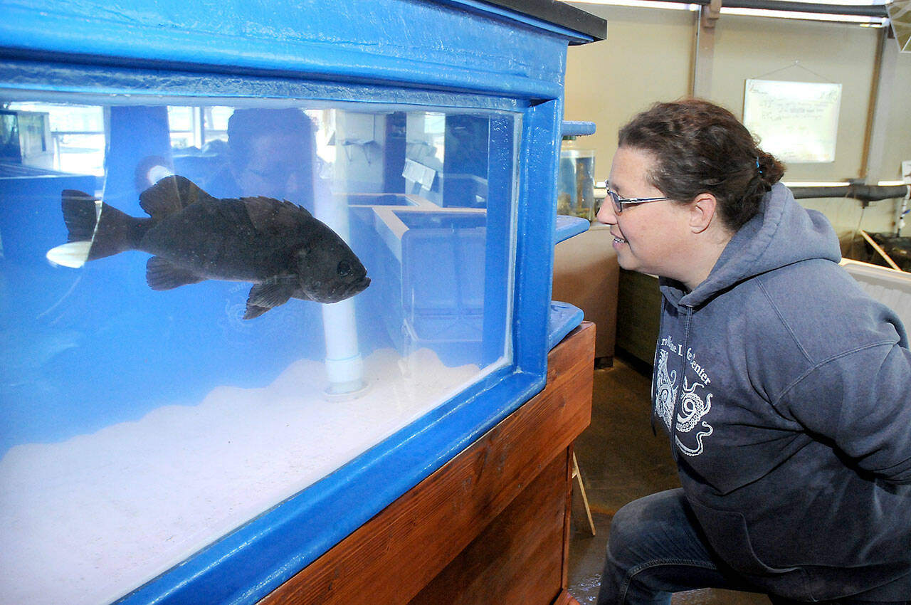 Tamara Galvin, facilities manager for the Feiro Marine Life Center in Port Angeles, watches as Rocky, the center’s black rockfish, explores his new viewing tank. (Keith Thorpe/Peninsula Daily News)
