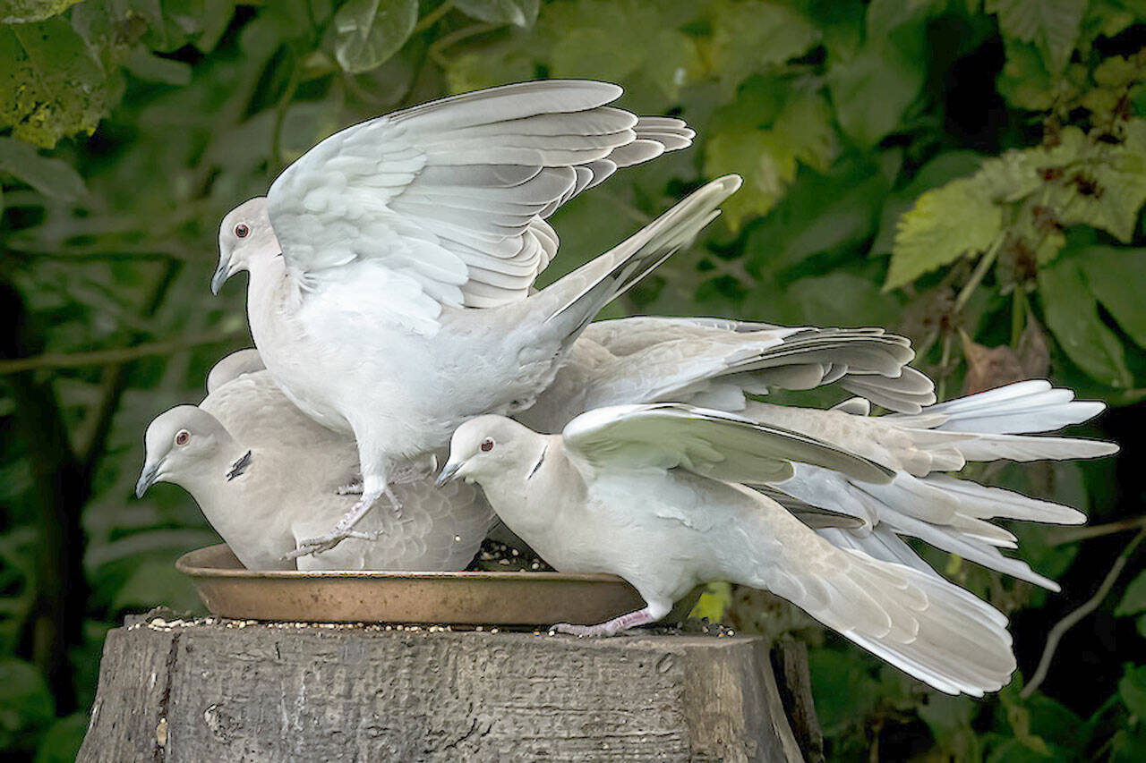 “Neah Bay Doves” is among Kerry Tremain’s photos in “Outside In,” the large-scale exhibition to open today at Northwind Art’s Jeanette Best Gallery in downtown Port Townsend. (Kerry Tremain)
