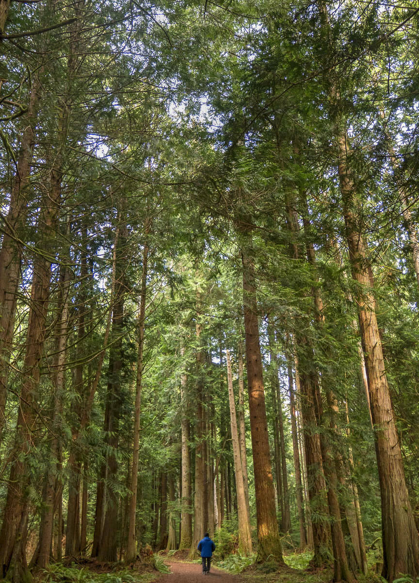 Photo by John Gussman / A hiker enjoys the gentle trail at the Lyre Conservation Area, near Joyce, which is managed by North Olympic Land Trust for fish and wildlife habitat as well as public recreation.