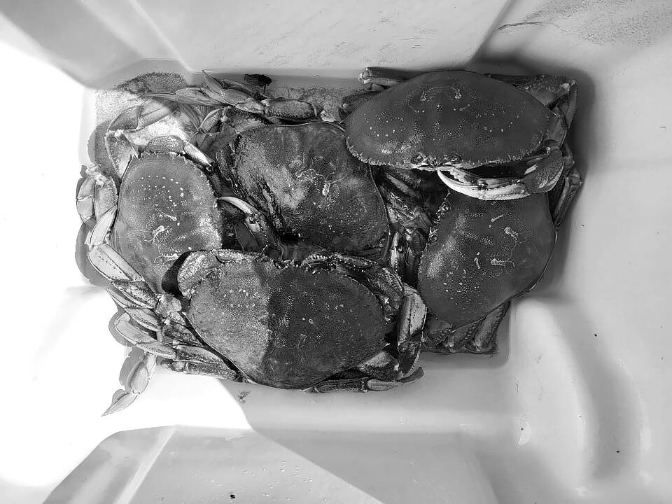 Crabbers hauled in limits of Dungeness crab like this around the North Olympic Peninsula during the opening weekend of the summer recreational crabbing season.