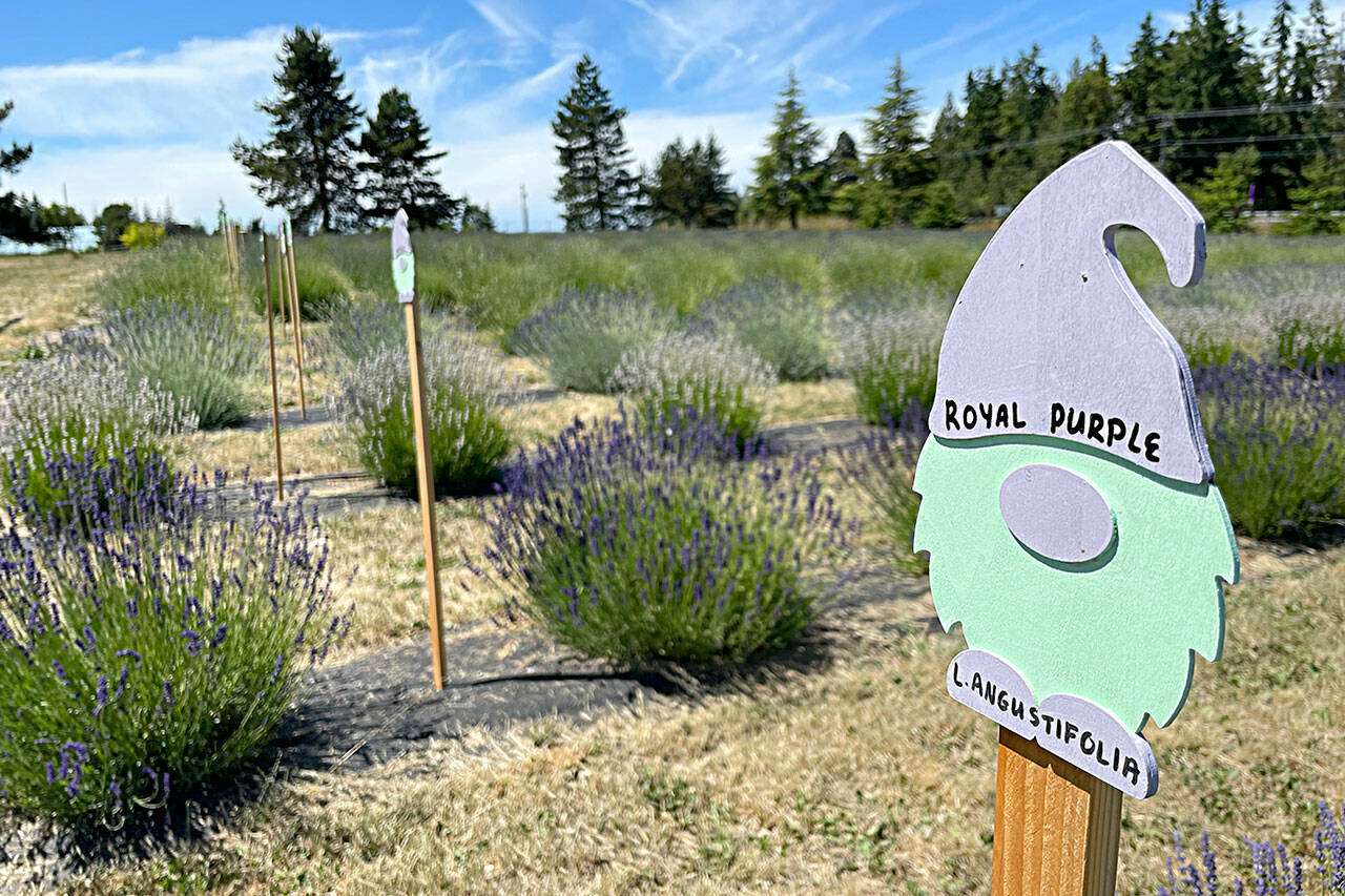 Gnomes are a constant theme at Gnomelicious Lavender Farm, including on placards in the U-cut lavender fields by the entrance to the farm. “We wanted to have something fun and playful with a relaxed vibe,” said the farm’s co-owner, Ashley Reddicks. (Matthew Nash/Olympic Peninsula News Group)