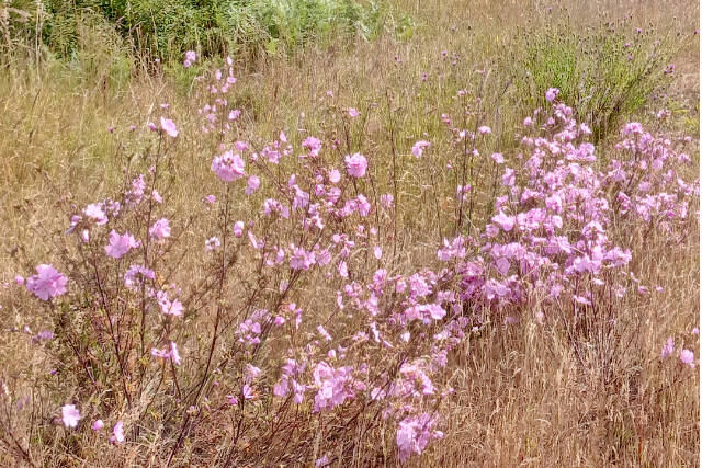 There are plenty of outdoors opportunities on the north Olympic Peninsula, especially if you look hard to find the hidden ones. (Pierre LaBossiere/Peninsula Daily News)