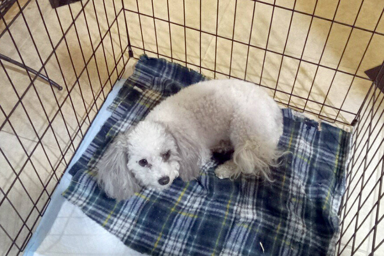 Buddy, a miniature poodle belonging to the owners of a home that exploded in Sequim on Tuesday evening, was recovered by neighbors with what appeared to be only small wounds. The dog, which had tags and is microchipped, was taken to Greywolf Veterinary Hospital on Thursday, according to Amy Grice, the neighbor who found him. (Amy Grice)