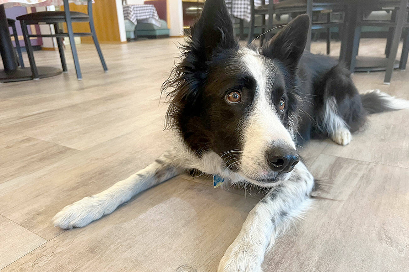 Riley the Border Collie demonstrates the alert position to indicate he’s found something - in this case a training set of human teeth - during a presentation the the Port Angeles Nor’Wester Rotary at Joshua’s Restaurant on Friday. Riley works for the Canine Forensics Foundation in Sequim which helps clients find archeological human remains across the nation and the world. (Peter Segall / Peninsula Daily News)